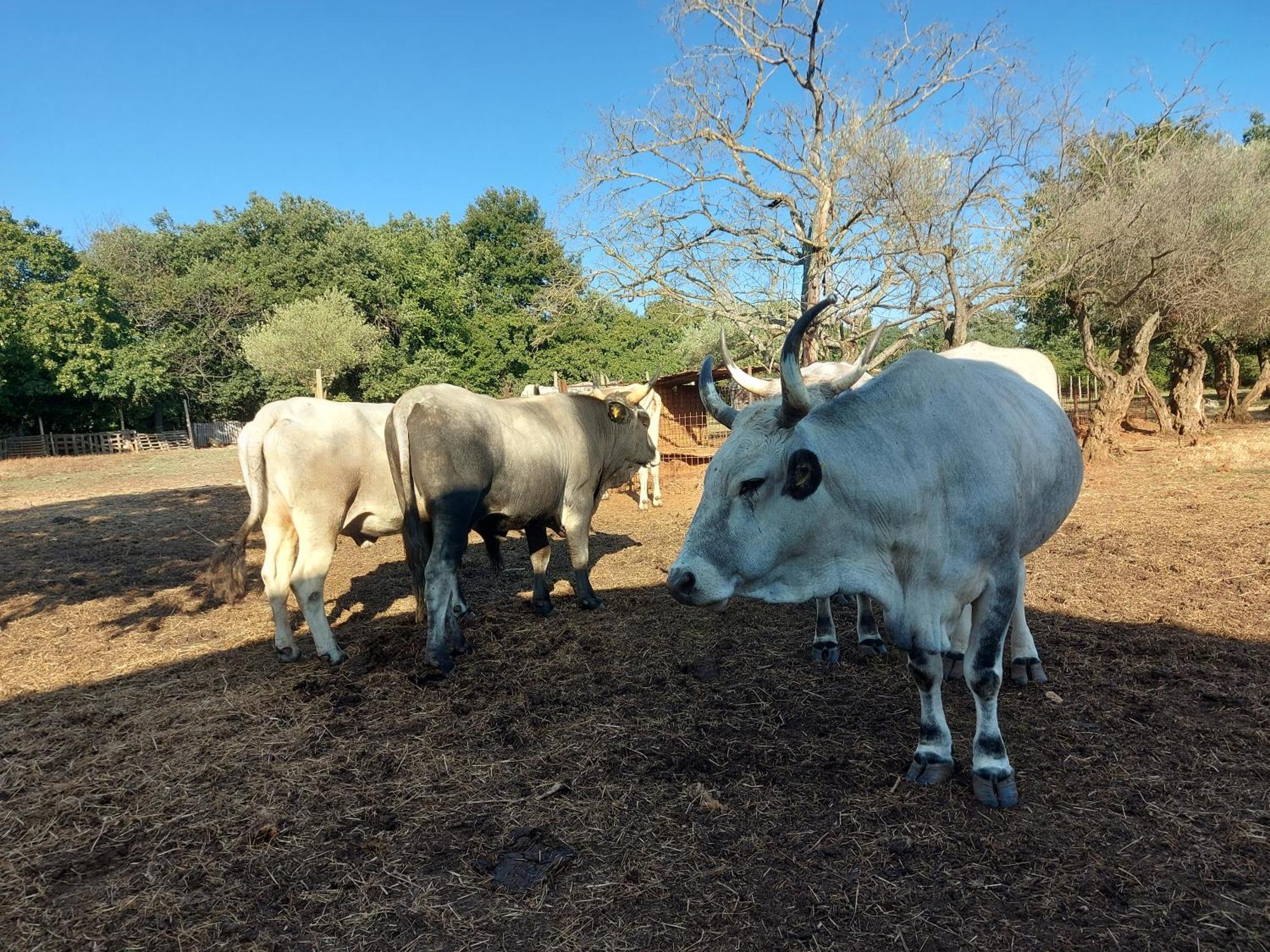 Bed and Breakfast Ranch Radin Brtonigla Exterior foto