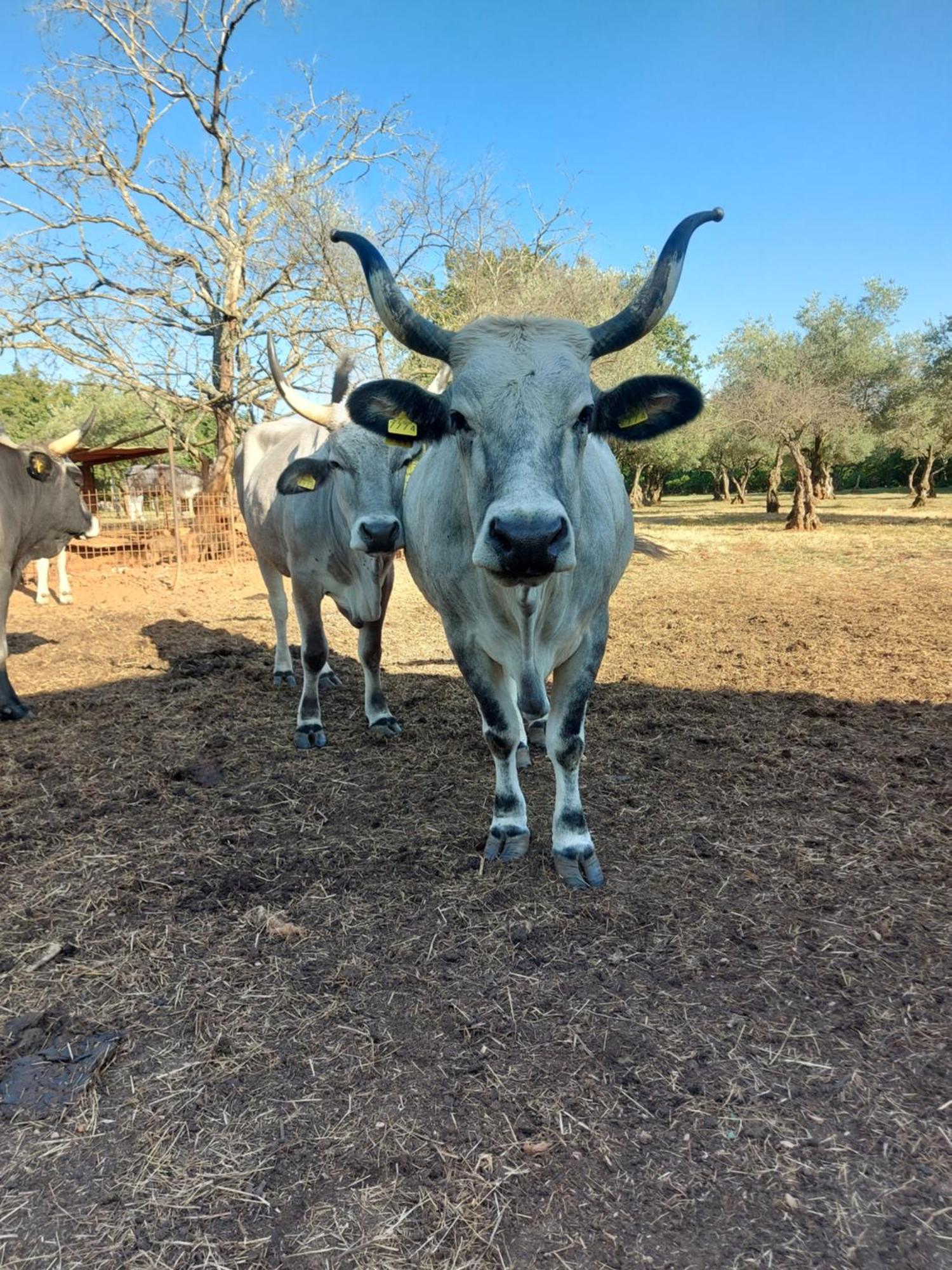 Bed and Breakfast Ranch Radin Brtonigla Exterior foto