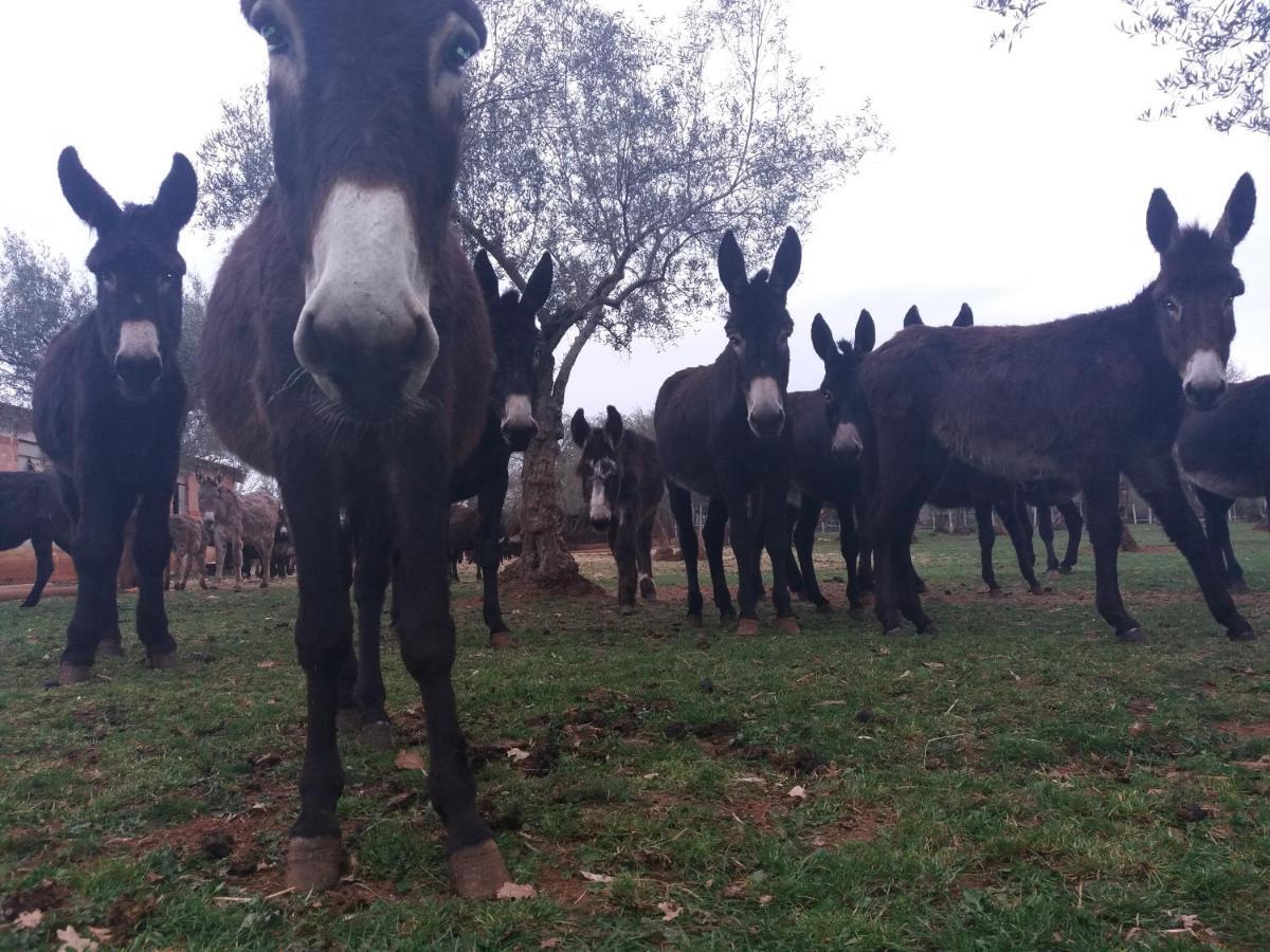 Bed and Breakfast Ranch Radin Brtonigla Exterior foto